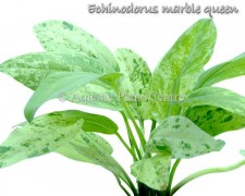 Echinodorus marble queen